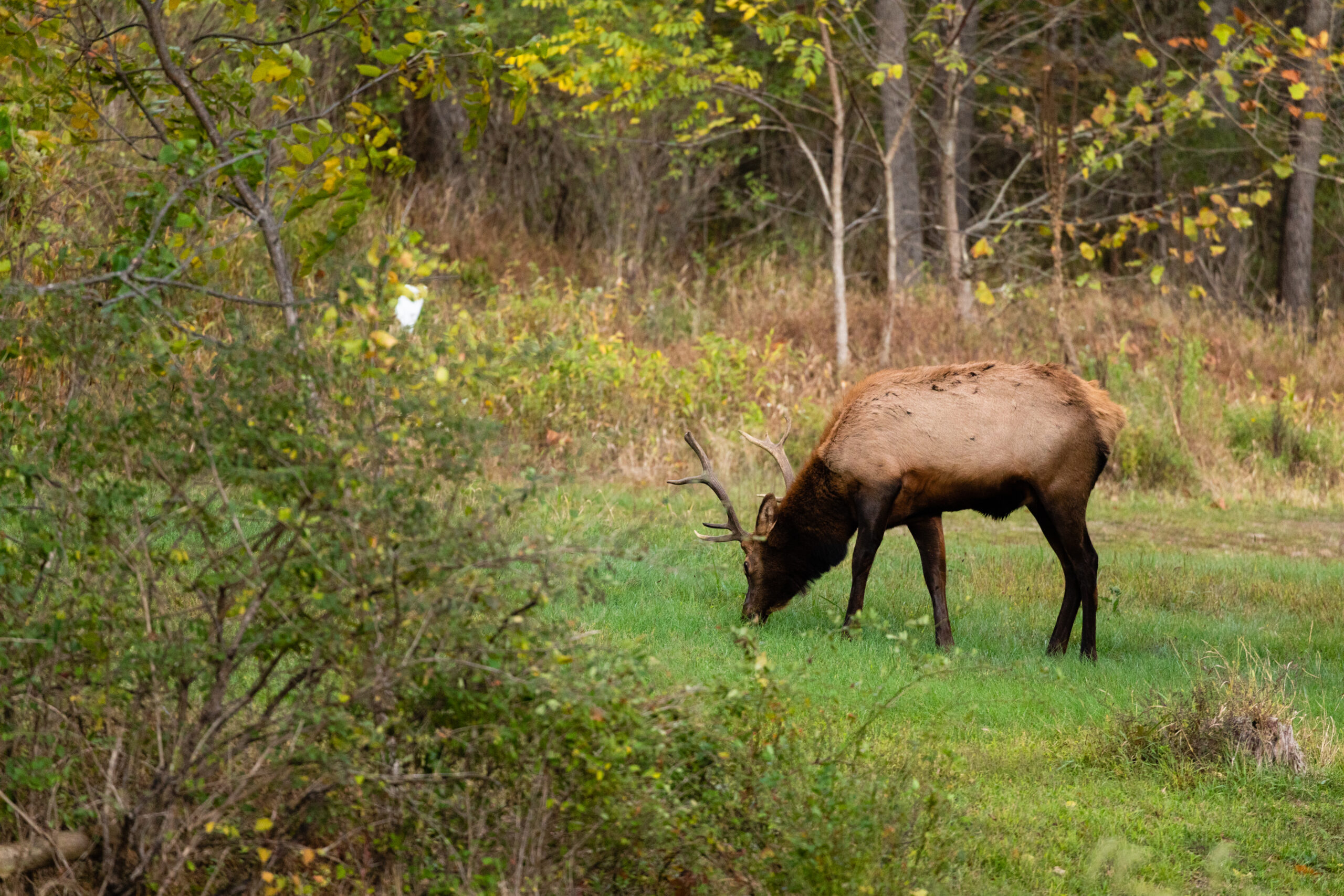 宾夕法尼亚鹿的慢性消耗症是该州麋鹿群的潜在威胁。