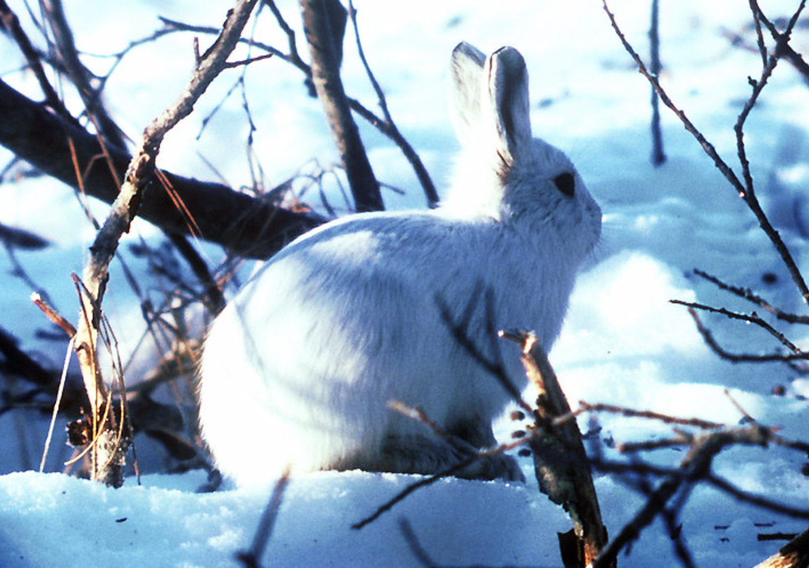 像这样的北极兔比雪靴兔还要大。